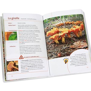 Aller aux champignons