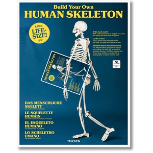 Human Skeleton