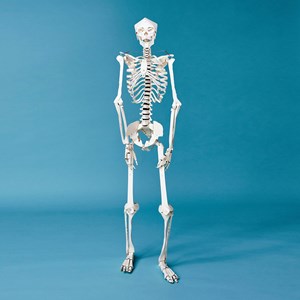 Human Skeleton