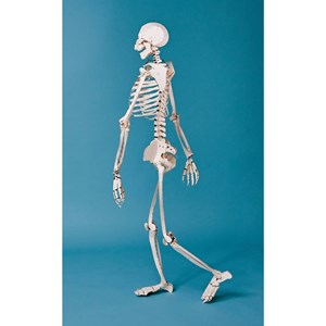 Human Skeleton