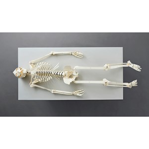 Human Skeleton