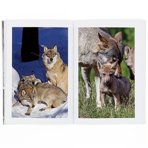 La sagesse des loups