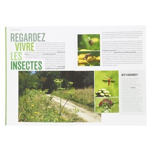 Les Insectes en bord de chemin