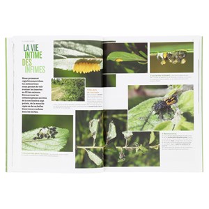 Les Insectes en bord de chemin