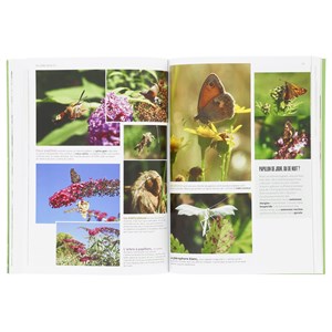 Les Insectes en bord de chemin