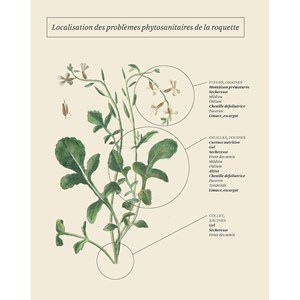 Grand Livre du potager sans pesticides