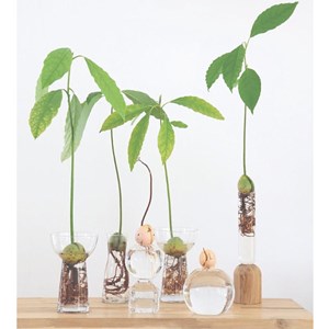 Faites pousser vos noyaux et pépins