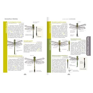 Guide nature : Les petites bêtes
