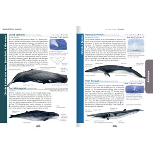 Le guide nature à la mer