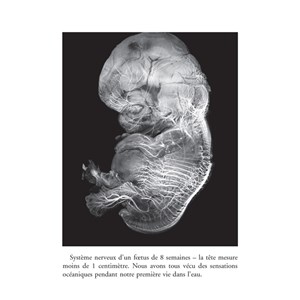 Cerveau et nature