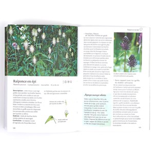 Guide des plantes sauvages comestibles