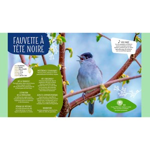 Reconnaître chants des oiseaux du jardin