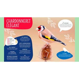 Reconnaître chants des oiseaux du jardin