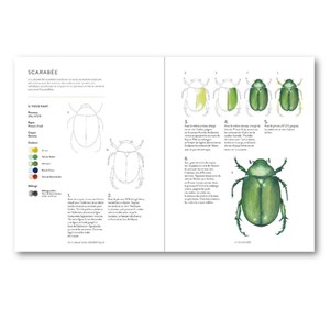 Merveilles de la nature à l'aquarelle