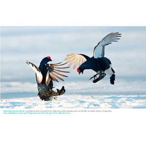 Agenda-calendrier oiseaux du monde 2024