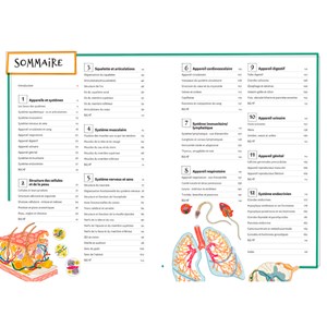 Les bases de l'anatomie illustrées
