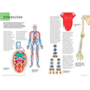 Les bases de l'anatomie illustrées