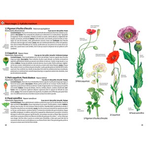 Quelle est cette plante ?