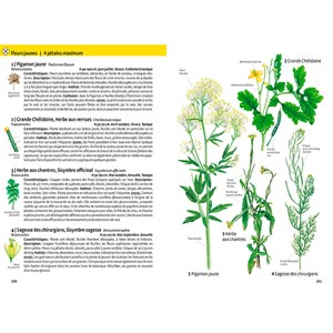 Quelle est cette plante ?