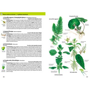 Quelle est cette plante ?
