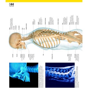 Le grand guide visuel du corps humain