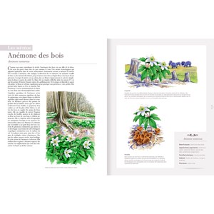 Les plantes sauvages