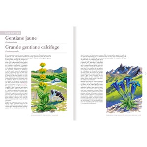 Les plantes sauvages