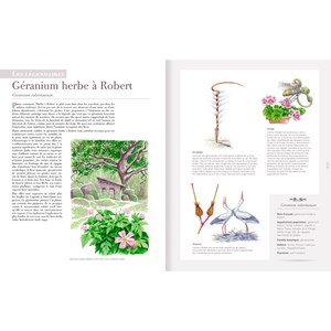 Les plantes sauvages