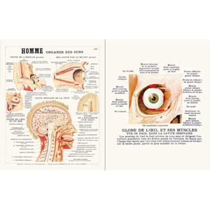 Leçons d'anatomie Deyrolle