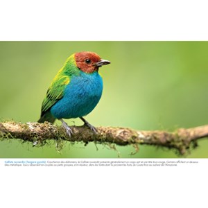 Agenda-calendrier oiseaux du monde 2025