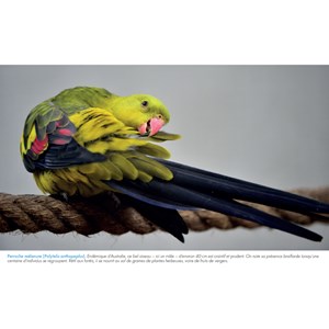 Agenda-calendrier oiseaux du monde 2025