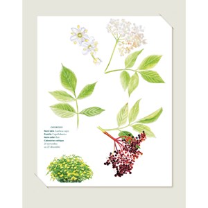 Les arbres sacrés des druides