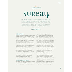 Les arbres sacrés des druides