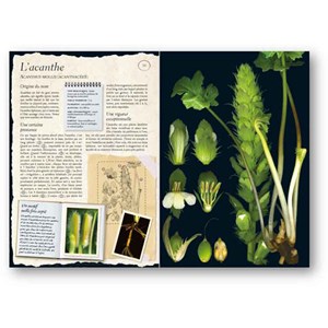 L'Herbier des plantes sauvages