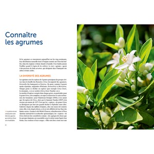 Agrumes