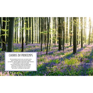 Le chant de la forêt au fil des saisons