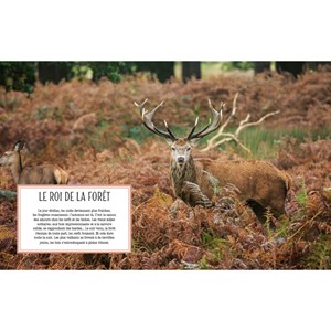 Le chant de la forêt au fil des saisons