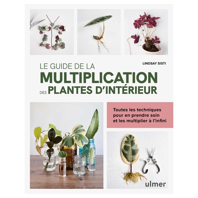 Le guide de la multiplication des plantes d'intérieur