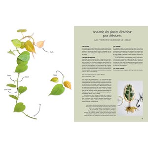 Le guide de la multiplication des plantes d'intérieur