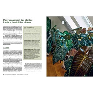 Le guide de la multiplication des plantes d'intérieur