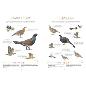 Le grand album des Oiseaux de France