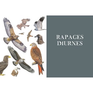Le grand album des Oiseaux de France