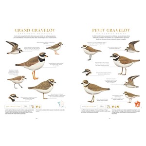 Le grand album des Oiseaux de France