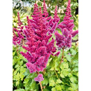 Mes fiches du jardin