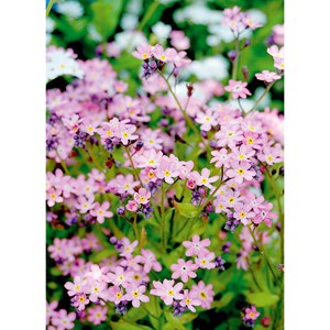 Mes fiches du jardin