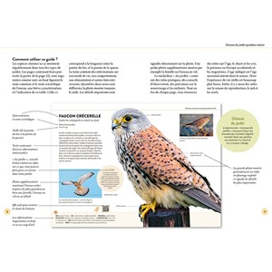 Reconnaître facilement les oiseaux du jardin