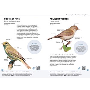 Reconnaître facilement les oiseaux du jardin