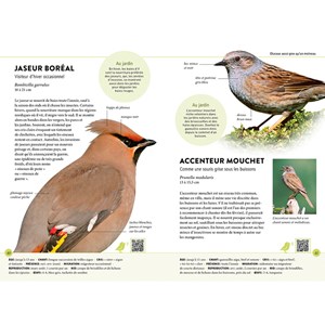 Reconnaître facilement les oiseaux du jardin