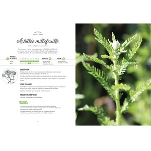 Les plantes sauvages comestibles