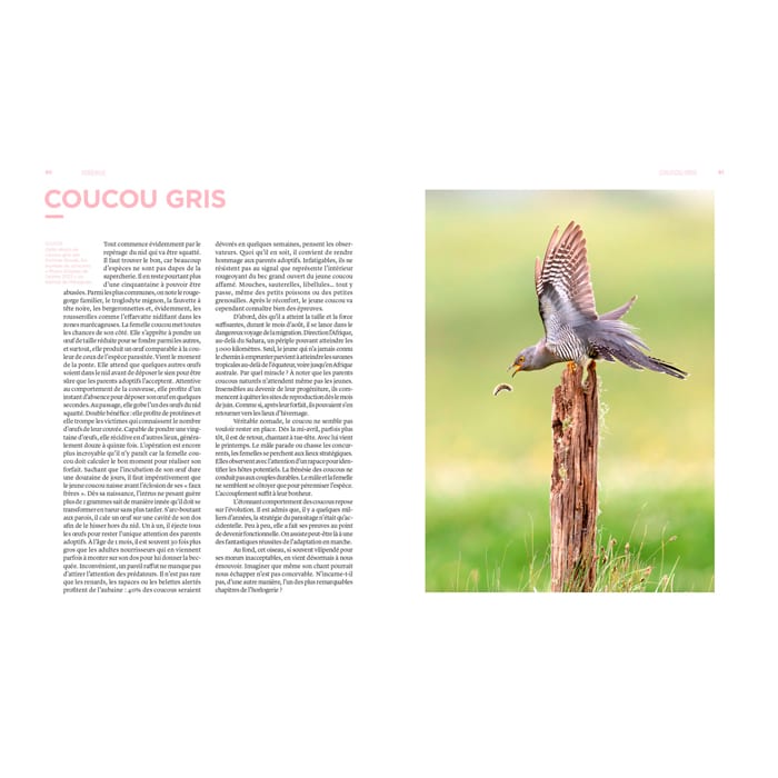 Dictionnaire amoureux illustré des oiseaux (Éditions Gründ) - Image 3